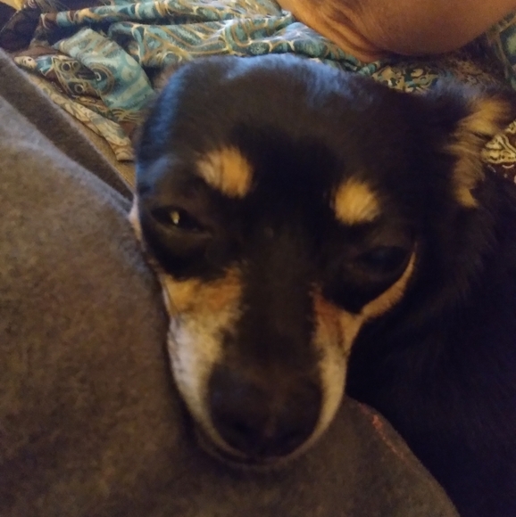 Meet your Posher, Amelia - Picture 1 of 1